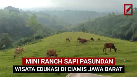 Mini Ranch Sapi Pasundan Wisata Edukasi Di Ciamis Jawa Barat YouTube