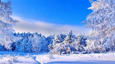 🔥 Winter Forest Tree Background HD Download Free | CBEditz