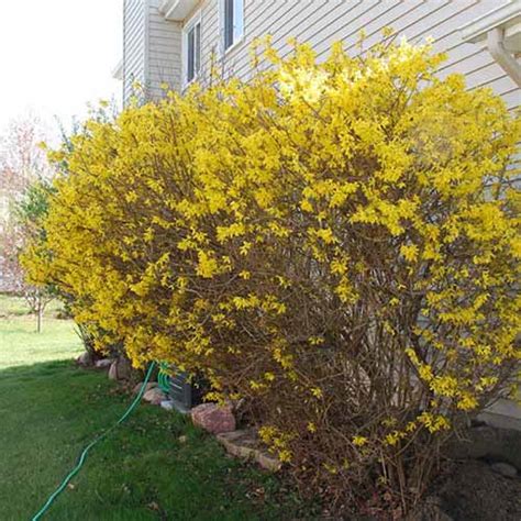 11 of the Best Forsythia Varieties | Gardener’s Path