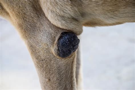 Corn On The Elbow Of A Dog Canine Diseases Callus On Limbs Of A Dog