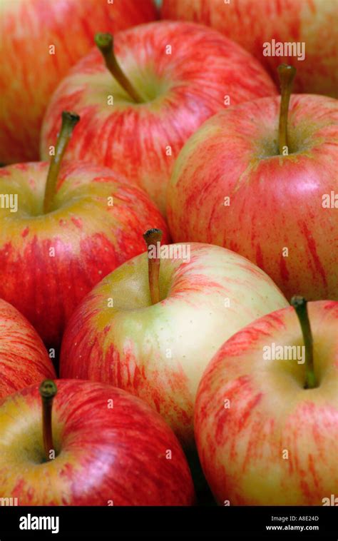 Royal Gala Apples Stock Photo Alamy