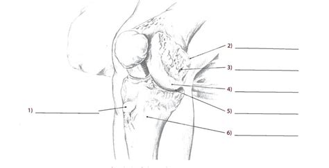 Anterior Medial View Bony Landmarks Of Knee And Leg Diagram Quizlet