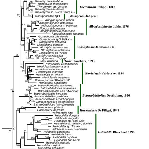 Maximum Likelihood Phylogeny Of The Glossiphoniidae Based On The