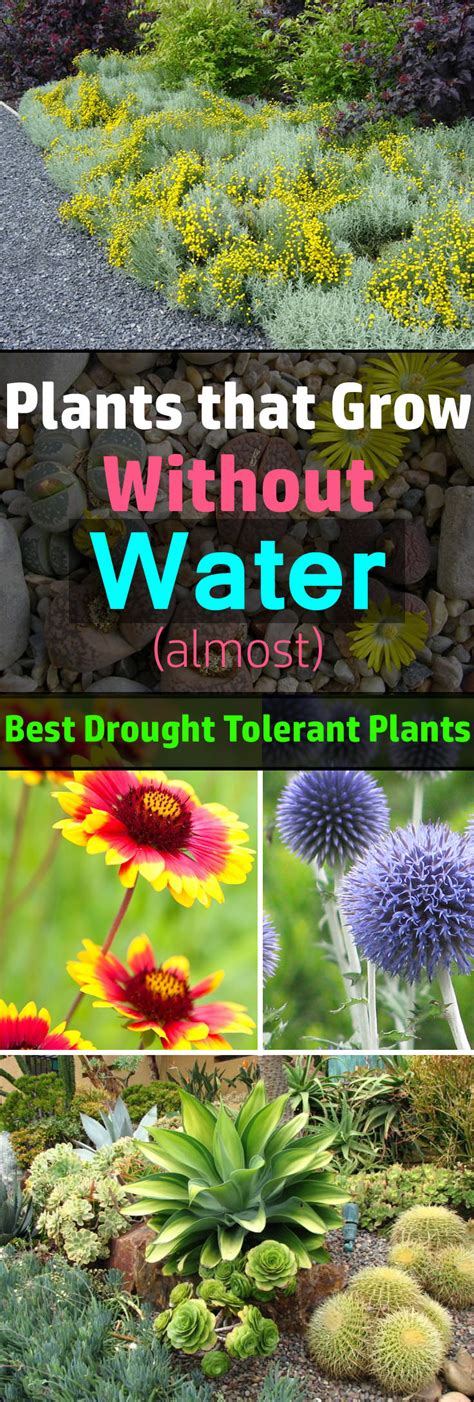 24 Best Drought Tolerant Plants That Grow In Lack Of Water Balcony