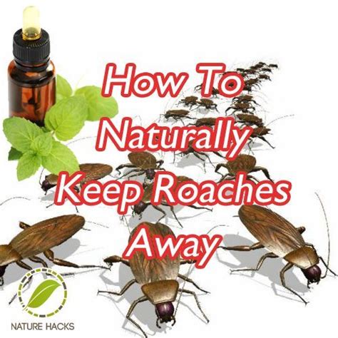 How To Naturally Keep Roaches Away Peppermint Oil And Cypress Oil