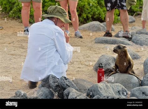 Galapagos tourist interacting with a fearless Galapagos sea lion, Galapagos Islands National ...