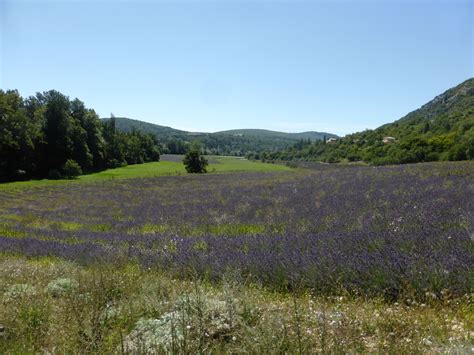 Sault2056 Lavender Field At The Town Of Monieux Ourt Flickr