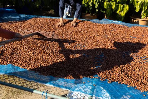 Cocoa Farming in Africa: The Sweet and Bitter Truth - Agri4Africa