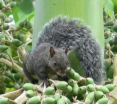 Yucatan Wildlife: Mammals