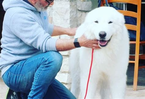 PRESIDENTE DI ARAJANI Allevamento Del Velino Sirente Cani Da