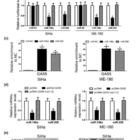 GAS5 Functioned As A Molecular Sponge Of MiR 196a And MiR 205 In