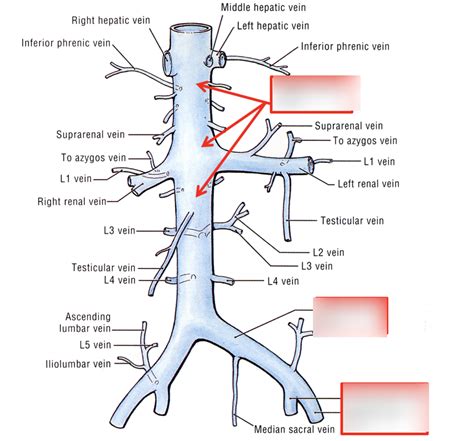 posterior abdominal veins Diagram | Quizlet