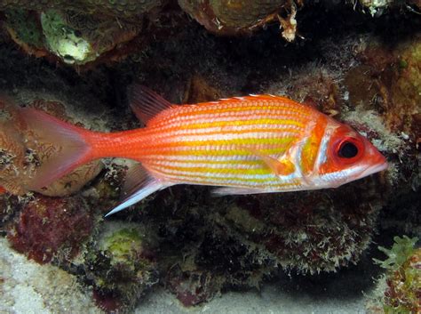 Longjaw Squirrelfish Neoniphon Marianus Bonaire Photo 6