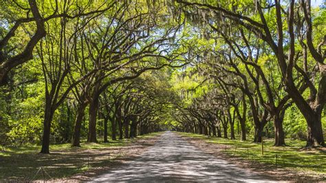 savannah trees – Girl Scout Savannah Tours | PBNJ Tours