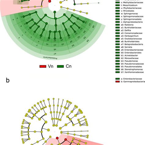 Alpha Diversity Of Vaginal And Cervical Microbiota The Greater The