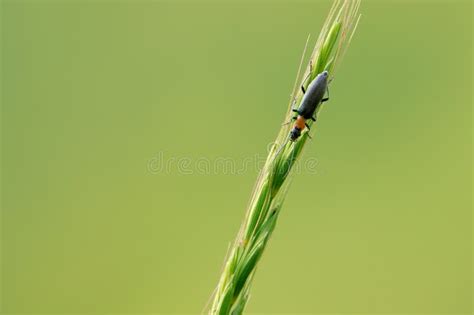 Oedemeridae Beetle Stock Image Image Of Insects Beetles 271856369