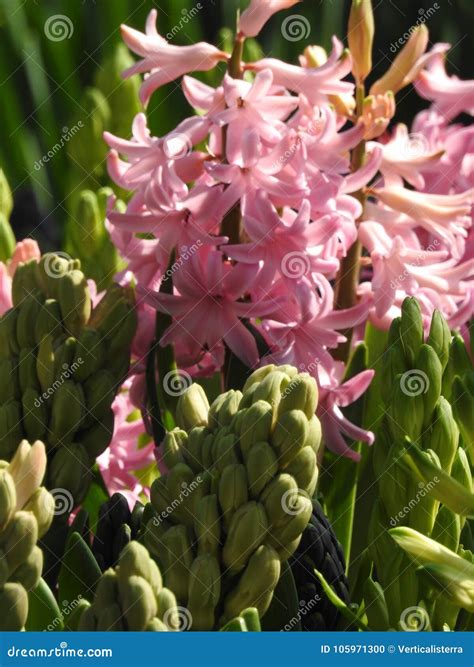 The Pink Jacinth Flowers with Nice Light Stock Photo - Image of ...