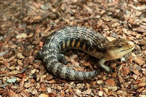 How Much Does A Blue Tongued Skink Cost Reptilehow