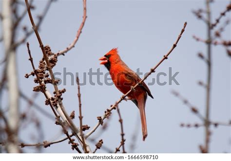 1,005 Cardinal Singing Images, Stock Photos & Vectors | Shutterstock