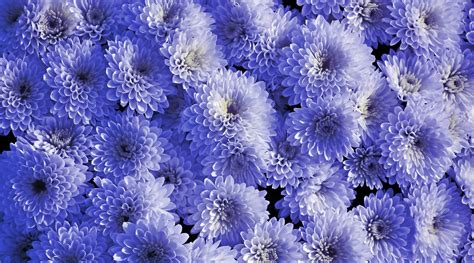 Flores Moradas Crisantemos Foto Gratis En Pixabay Pixabay