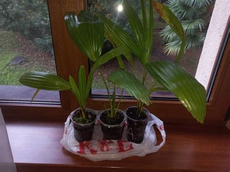 Продам саженцы пальмы : Частные обьявления