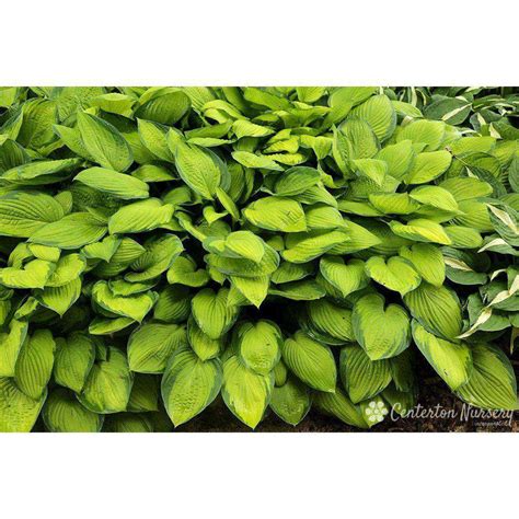 Buy Hosta Gold Standard Online Shade Perennials Bay Gardens Bay