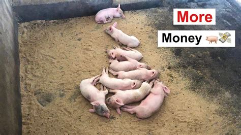 Secret To Making Enough Profits In Pig Farming Youtube