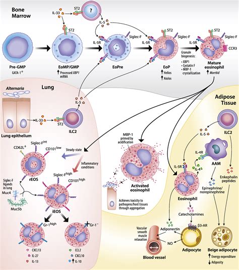 Eosinophils And Eosinophil Associated Diseases An Update Journal Of