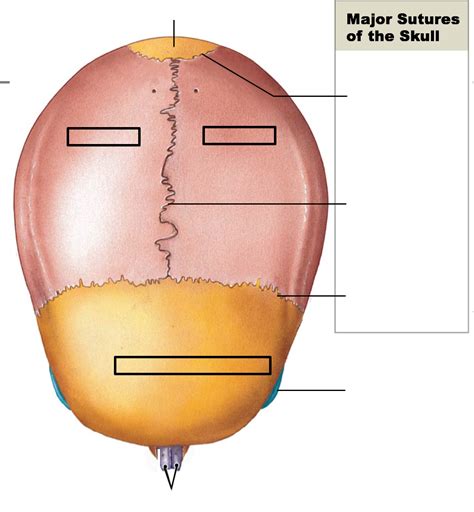 Superior Sutures Diagram Quizlet