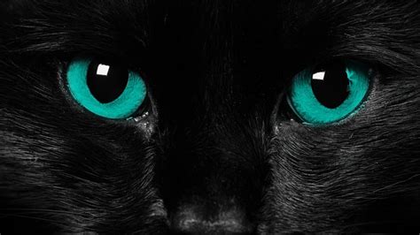 Black Cat Hd Wallpaper Wallpaper Flare