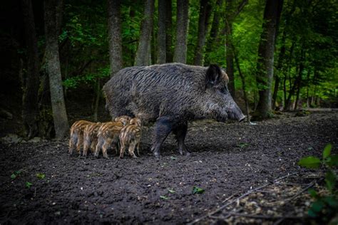 Wild Pigs Ontarios Invading Species Awareness Program