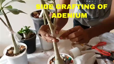 Side Grafting In Adenium Desert Rose New Way To Graft Adenium Plantwith English Subtitles