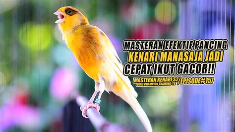 157 Masteran Suara Burung Kenari Gacor Panjang Cuit Cuit Ngerol Untuk