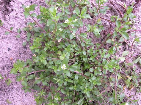 Weed Of The Month Chickweed Uf Ifas Entomology And Nematology Department