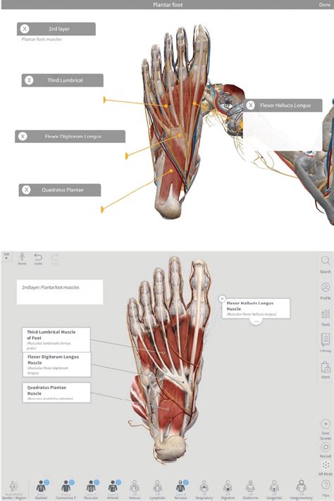 Select Plantar Foot Anatomy Download Scientific Diagram