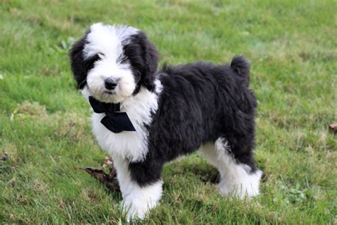 Top 8 Sheepadoodle Breeders: Puppy Price & Other Info