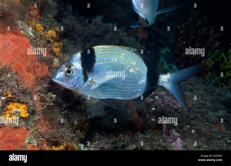 Two Banded Bream Diplodus Vulgaris Stock Photo Alamy