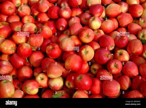 Malus Spp Hi Res Stock Photography And Images Alamy