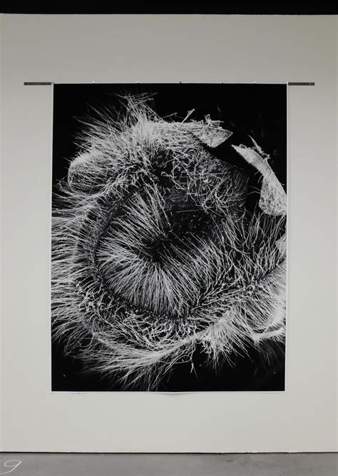 Large scale SCANNING ELECTRON MICROGRAPHS | ANNEMARIEMAES.NET 