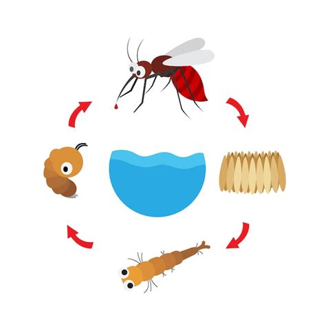 Mosquito de ciclo de vida de ilustração Vetor Premium