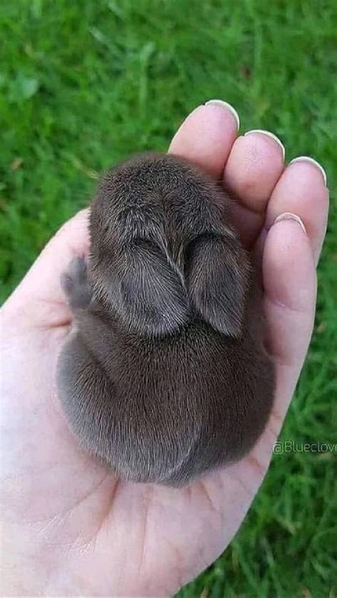 Beautiful baby bunnies.. | Cute animals, Baby animals, Cute wild animals