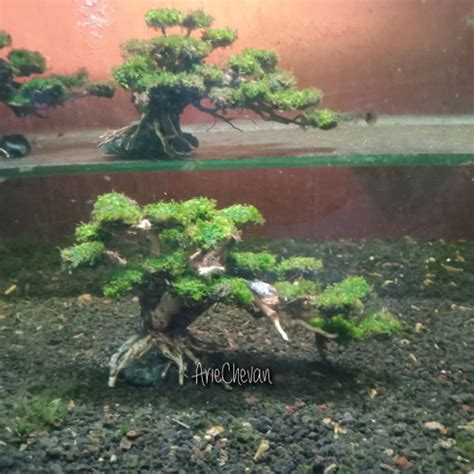 Jual Pohon Bonsai Doyong Aquascape Aquarium Siap Pasang Size X