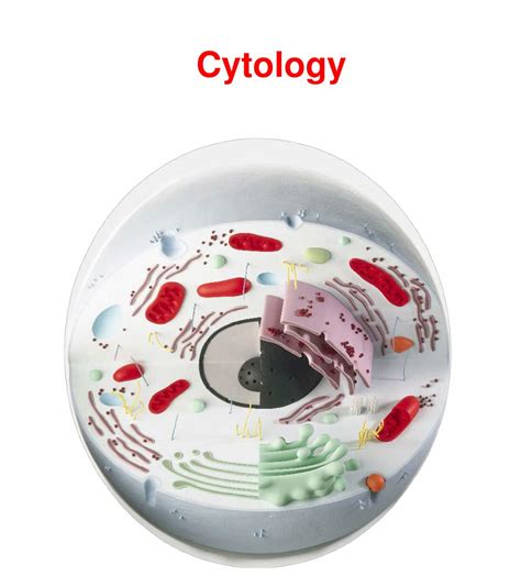 Ppt Cytology Powerpoint Presentation Free Download Id1952438