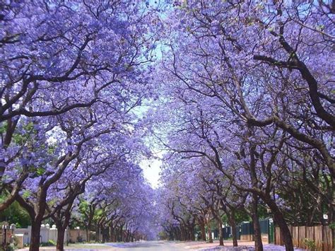 Buenos Aires Pasear Por Sus Calles Coloreadas Por Los Jacarandáes