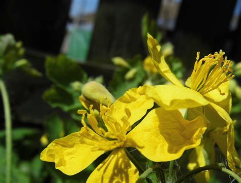 Kiszona Chelidonka – Starozgredowy Świat