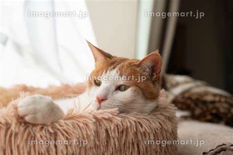 窓辺でくつろぐ猫 茶トラ白の写真素材 254940613 イメージマート