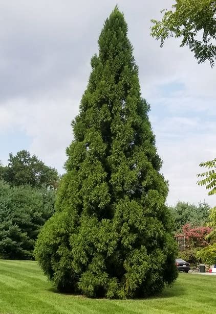 Cryptomeria Japonica Yoshino Brandywine Trees