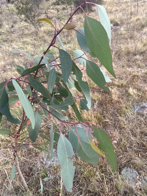 Blakely S Red Gum From Mount Ainslie Nature Reserve Ainslie ACT AU