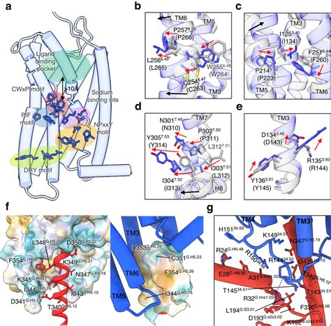 Activation Mechanism Of Cxcr And G I Protein Interactions Motifs