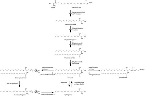 Simplified Sphingolipid Metabolic Pathway Download Scientific Diagram